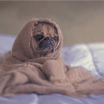 52話　12月の予定